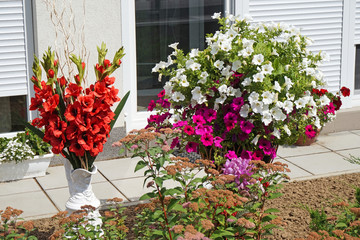 Gladiolus and petunia flowers