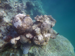 Naklejka na ściany i meble Dead coral