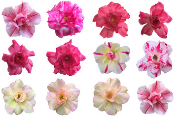 Fototapeta na wymiar Selection of Various Flowers Isolated on White Background. Red, Pink, Yellow, White Colors including rose