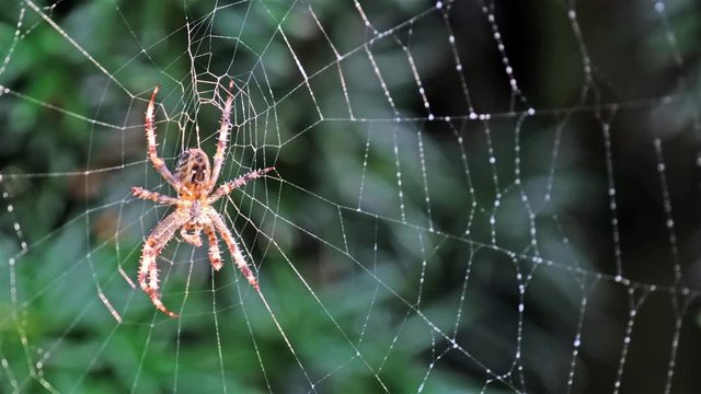 Garden cross spider, Araneus diadematus, waiting in net