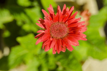 beauty red flower blooming in garden