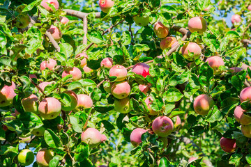 Ripe apples on tree branches. Red fruit and green leaves. Orchard.