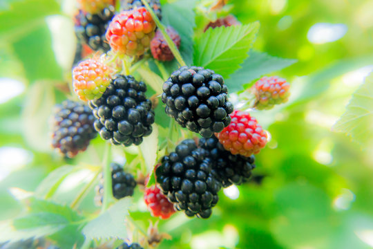 Ripe and unripe blackberries on the bushes