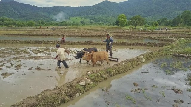 Closeup Local Peasants Draw Oxen with Harrow on Flooded Field