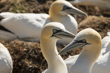 Gannet Ireland