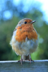 Robin redbreast perching on the fence in garden