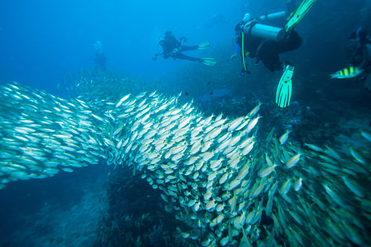 Scuba diving, fish and coral reef underwater