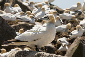 Gannet