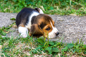 Puppy beagle resting
