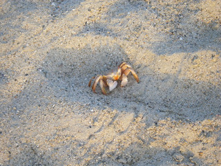 Sea crab sits on the sand