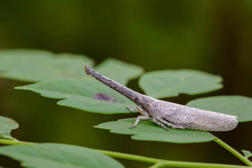 Image of lantern bug or zanna sp on green leaves. Insect Animal