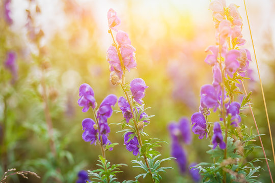 Close-up of a field of small beautiful purple field, mountain flowers under bright sun rays on a summer day