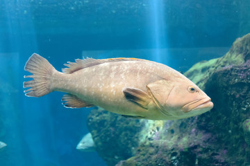 A large fish sails slowly in the aquarium. Blue water. Ray of light in water