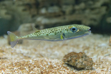 Fish in speckles slowly swims in the aquarium