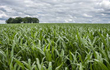 Green corn field with cloudy sky and trees in background