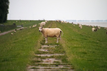 Schafe auf einem Deich am Wattenmeer