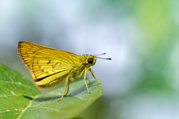 Image of common dartlet butterfly (Oriens gola Moore,1877)on a green leaf on nature background....
