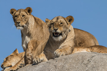 Fototapeta na wymiar Lioness (cap)