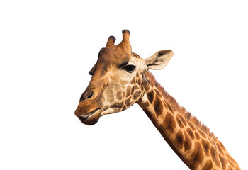 Fototapeta na wymiar close up of giraffe head