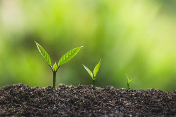 plant a tree natural background Plant Coffee seedlings in nature green fresh