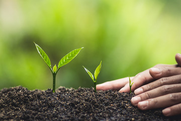 plant a tree natural background Plant Coffee seedlings in nature green fresh