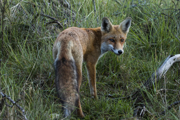 Red Fox