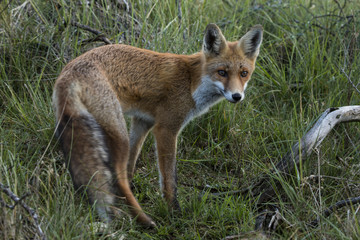 Red fox