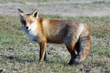 Fox 