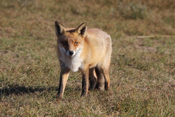 Fox 