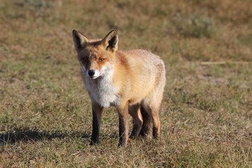 Fox 