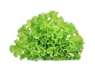 fresh green lettuce salad leaves isolated on white background