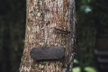 Fototapeta premium Empty wooden nameplate on tree. Vintage textured style and place for text, sign or logo. Eco and natural