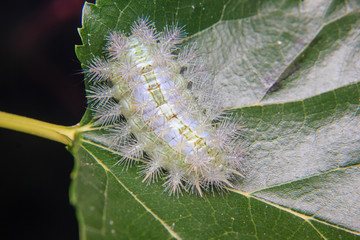 Fototapeta premium caterpillar worm on leaf in the garden