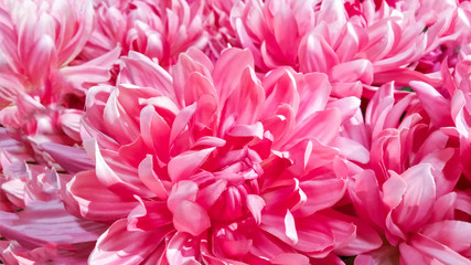 Soft focus Spring flowers bloom blossom background in the garden for Valentine's Day ,Mother's Day, wedding, birthday, Easter,Christmas, Pastel colors. Spring. Summer.