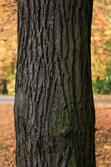 Herbst Blätter fallen