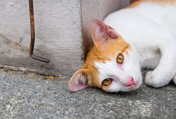 Half body a cute cat portrait