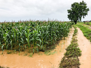 corn plants on a field flooded damage after heavy rain