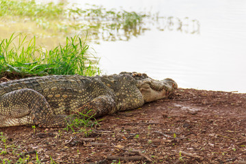 crocodile