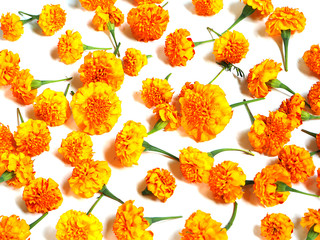 Marigold flowers on white background