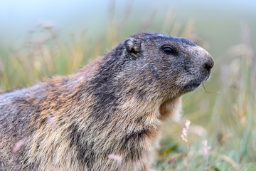 Marmota