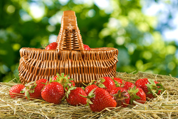 Fototapeta na wymiar Strawberry in the basket close-up