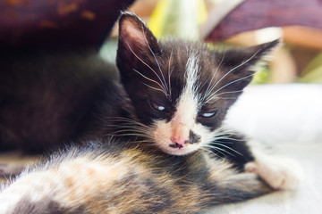 close up of  little cat sleeping