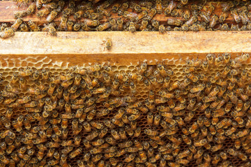 Beekeeping