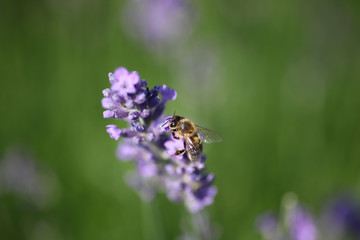 Lavendel Wiese