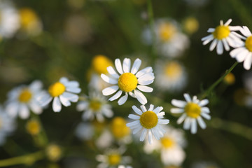 Blumen Hintergrund