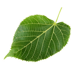 Obraz premium Isolated image of tree leaves