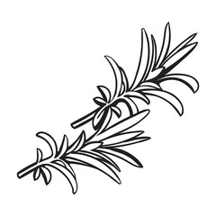 rosemary herbs, spices, ingredients, black and white outline sketch style vector illustration on background. Realistic hand drawing of rosemary leaves with space for text.