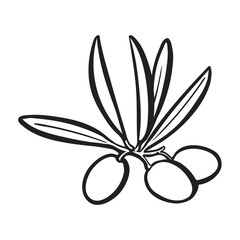 Olives black and white outline sketch style vector illustration on background. Realistic hand drawing of olives with space for text.
