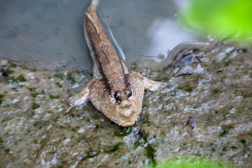 Horizontal photo of Mudskipper,Amphibious fish on the mangrove tree.Found in Thailand will be the genetic line such as Periophthalmus barbarus, Periophthalmodon schlosseri and Boleophthalmus boddarti
