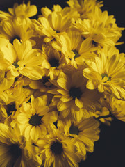 Beautiful yellow color of bouquet of Daisy. Floral background, Floral pattern, close up flowers